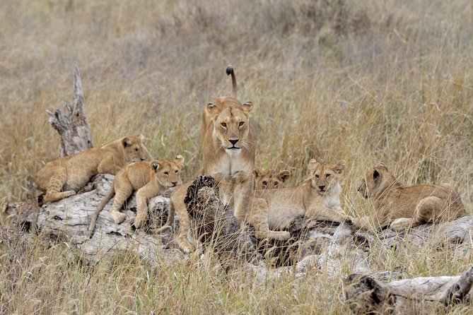 4 DAYS / 3 NIGHTS SERENGETI NATIONAL PARK.