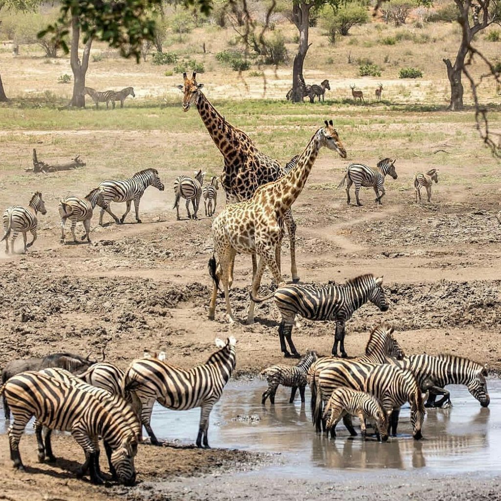 MIKUMI NATIONAL PARK 2NIGHTS/3DAYS